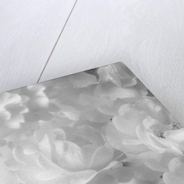 Roses by Assaf Frank